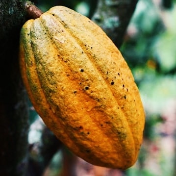 Chocolate Myths : The Truth About Its Health Benefits