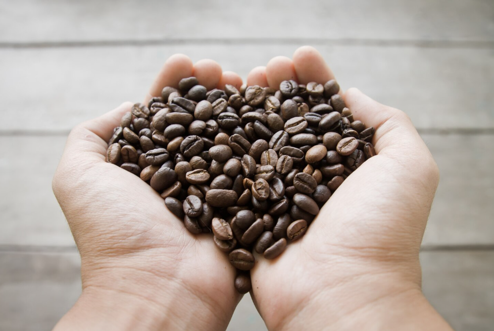 Why Robusta Coffee Is Well-Suited for All Types of Lattes